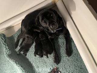 Piper & Pups