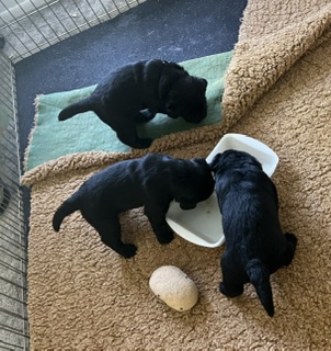 Upcoming Litters/Available Dogs