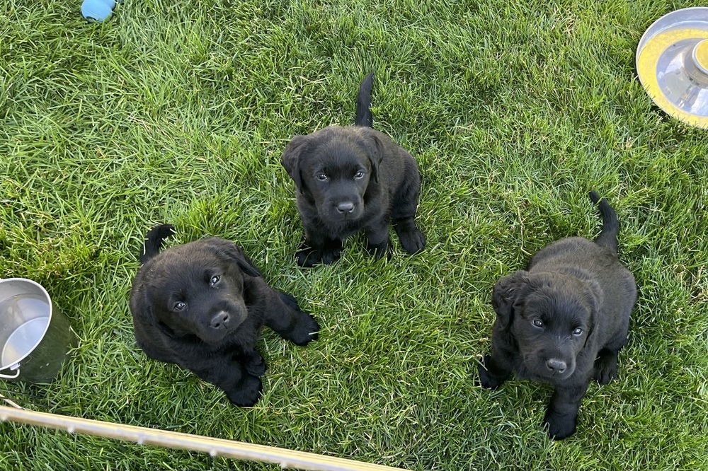 Upcoming Litters/Available Dogs